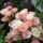 Polyantha roses blooming